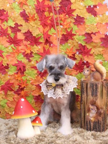 20241109ラーラちゃん